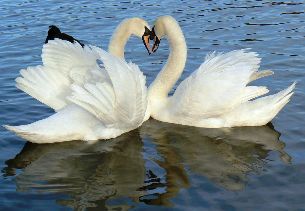 Deux cygnes blancs.